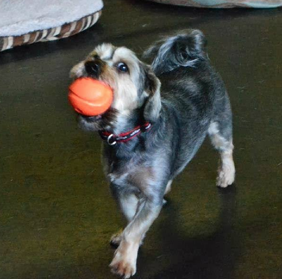 Carefree Canines Doggie Daycare