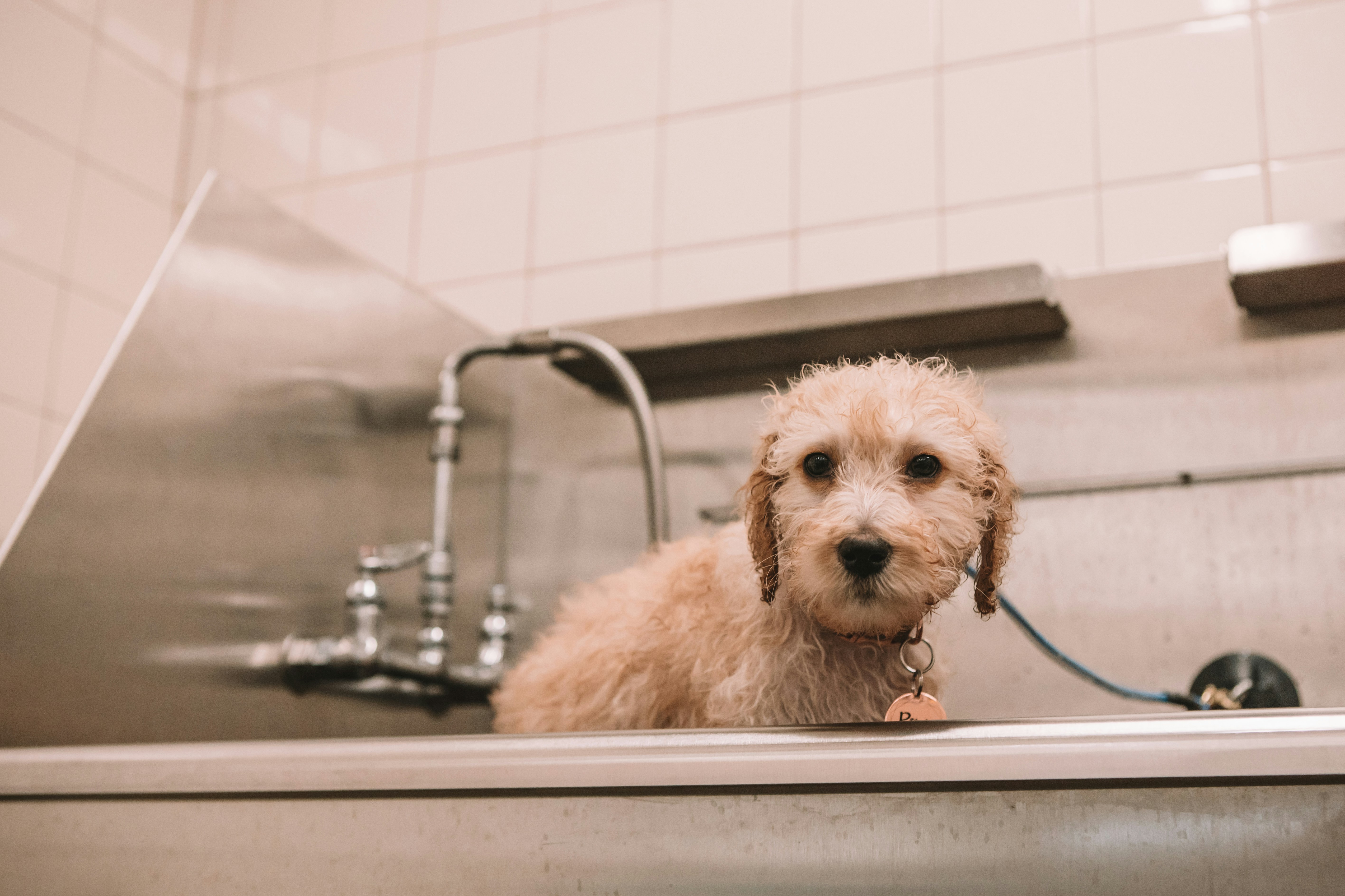 Kits Grooming Studio