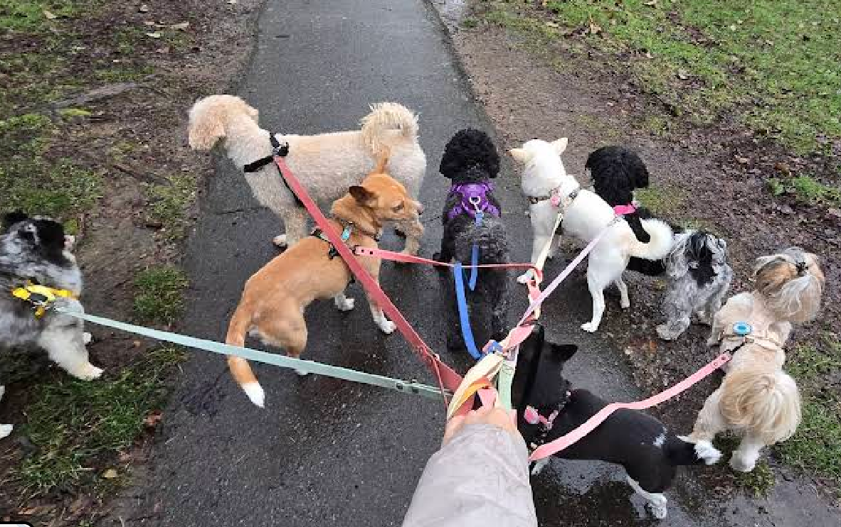 Little Angel's Dogs