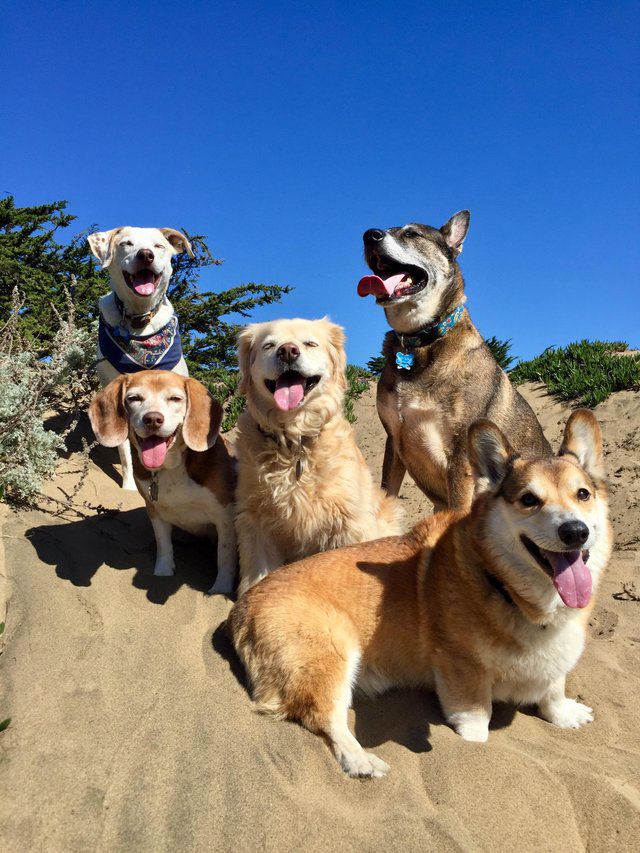 Indiana Bones Dog Adventures