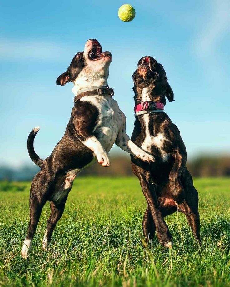 North Shore Dog Walkers